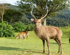 雄鹿闪电博扭转战局，绝地逆转骑士涉难纳尔逊！